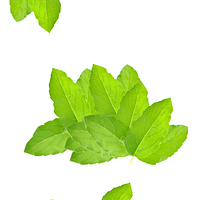 Tulsi Pata Tulsi Leaves (তুলসী পাতা)