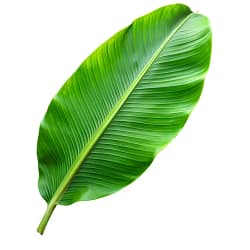 Banana Leaf Banana Leaf