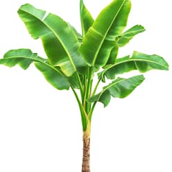 Banana Tree for Puja Banana Tree (কলাগাছ)