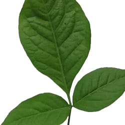 Bel Pata Bel Leaves – 28 pcs (Bilwa Patra / Bel Pata)