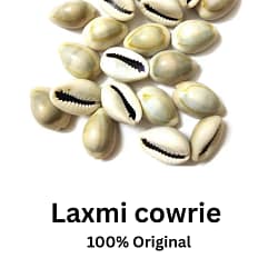 Laxmi Kari / cowrie Laxmi Kari / cowrie