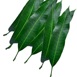 Mango Leaves 12 pcs Loose Mango Leaves