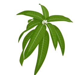 Mango Leaves Fresh Mango Leaves (আম পাতা)