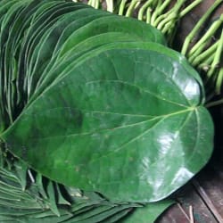 Pan Pan pata for Puja / Betel Leaves