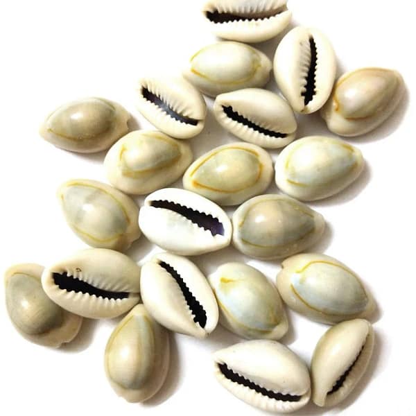 Laxmi Kari Laxmi Kari / cowrie