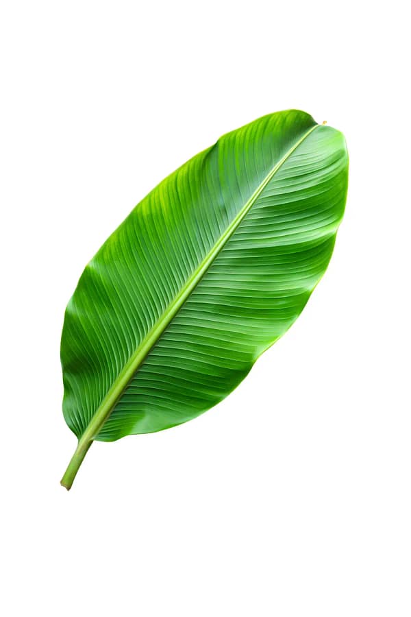 Banana Leaf Banana Leaf