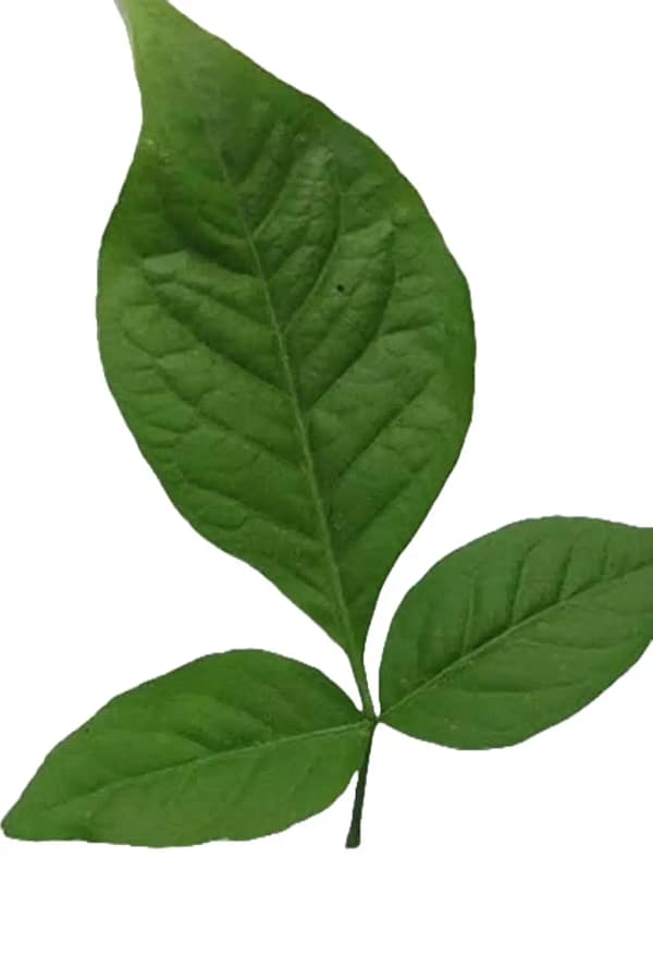 Bel Pata Bel Leaves – 28 pcs (Bilwa Patra / Bel Pata)