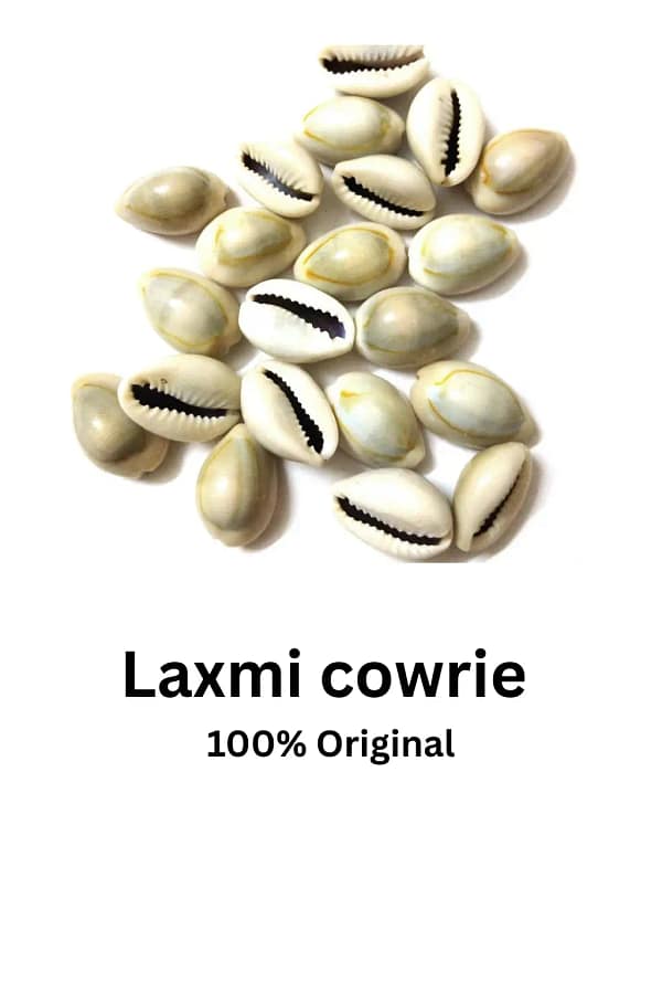 Laxmi Kari / cowrie Laxmi Kari / cowrie