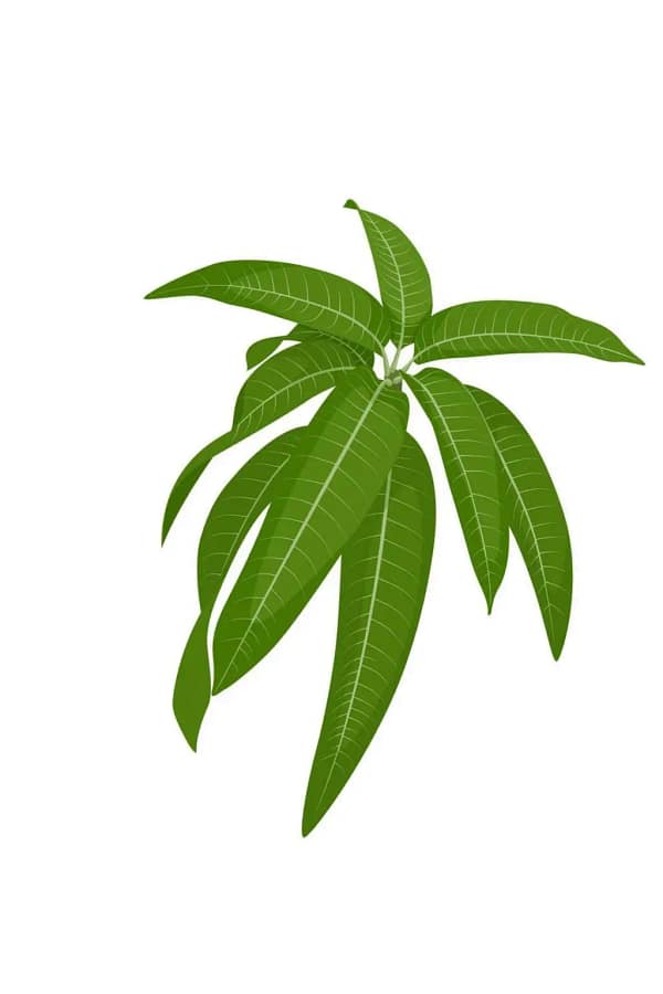 Mango Leaves Fresh Mango Leaves (আম পাতা)